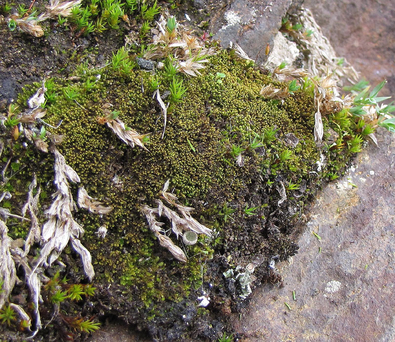 Tritomaria heterophylla
